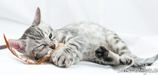 Bengal Cat silber